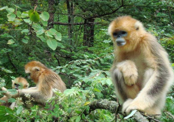 shennongjia-national-forest-park-pictures