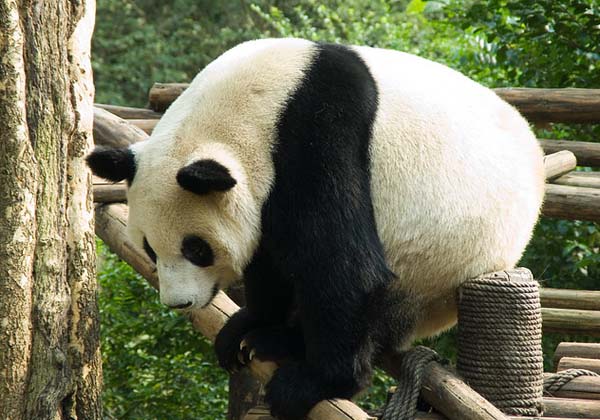 China Gallery