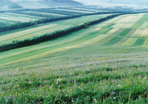 keihoku-grassland