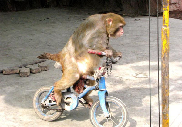 china-tours-of-taiyuan-zoo, china tour
