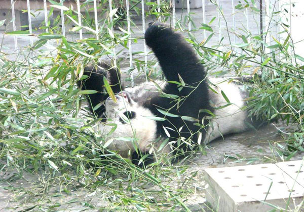 pictures-of-taiyuan-zoo, china tour