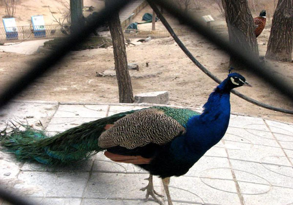 taiyuan-zoo-travels, china tour